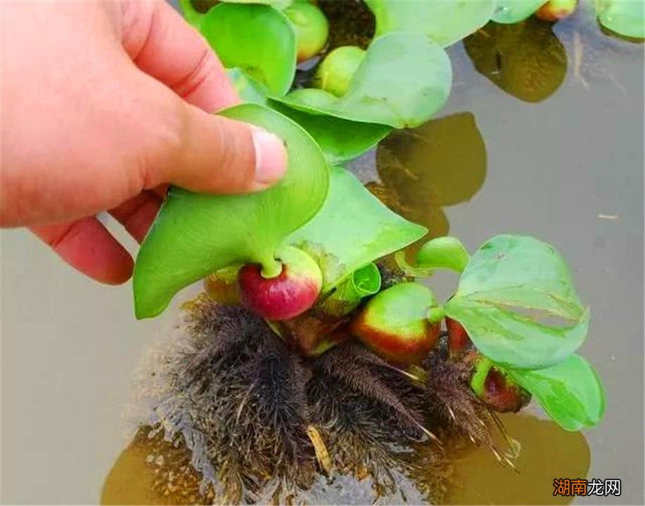 来自南美洲的外来物种水葫芦危害大吗 水葫芦的危害有哪些