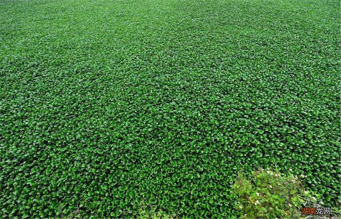 来自南美洲的外来物种水葫芦危害大吗 水葫芦的危害有哪些