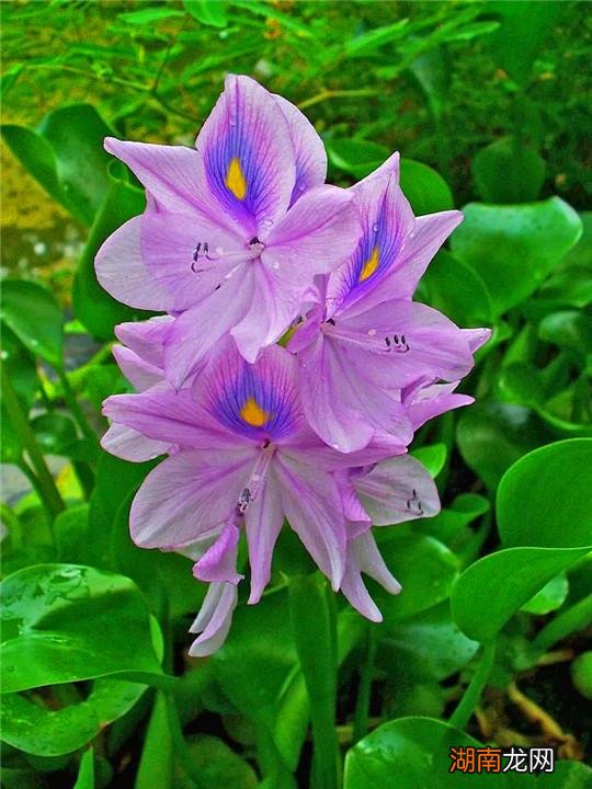 来自南美洲的外来物种水葫芦危害大吗 水葫芦的危害有哪些