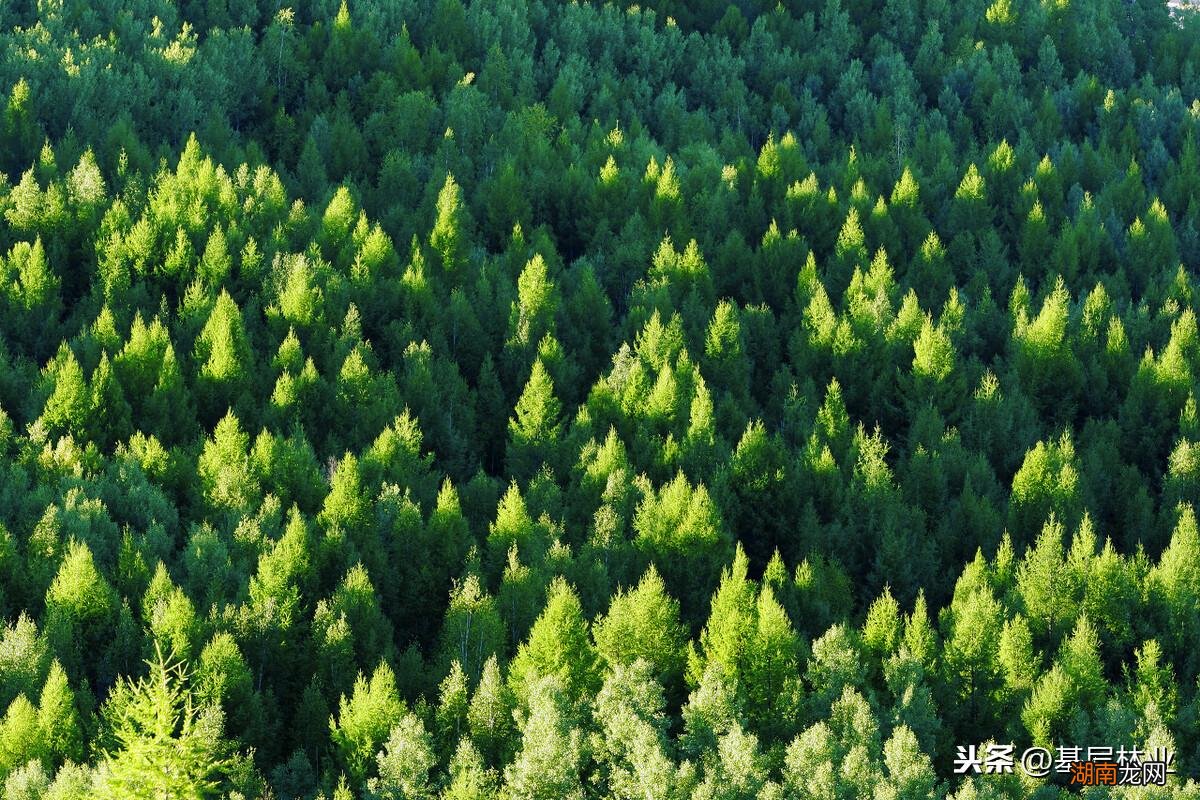 解析松树的几种特点和象征意义 松柏的特点有哪些