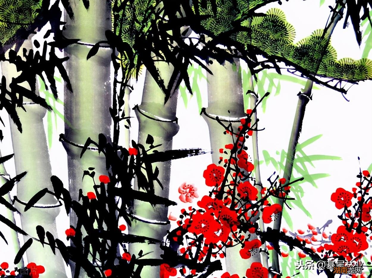 解析松树的几种特点和象征意义 松柏的特点有哪些