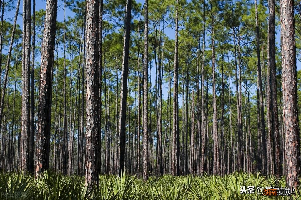 解析松树的几种特点和象征意义 松柏的特点有哪些