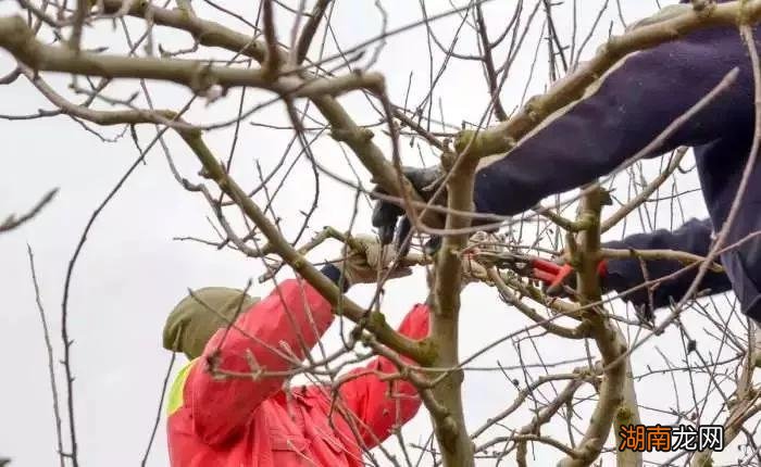 石榴树如何修剪什么季节修剪 石榴树什么时候修剪最好
