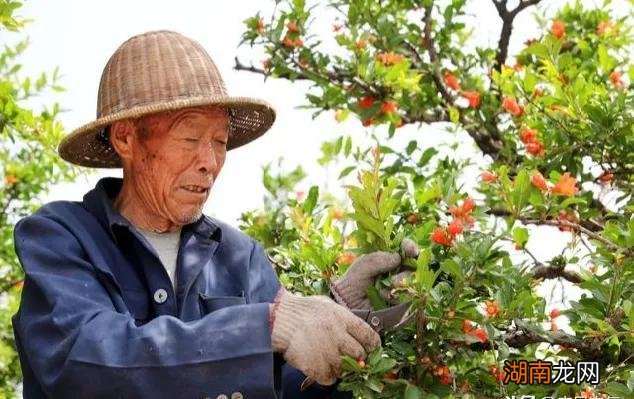 石榴树如何修剪什么季节修剪 石榴树什么时候修剪最好