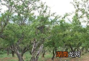 石榴树如何修剪什么季节修剪 石榴树什么时候修剪最好