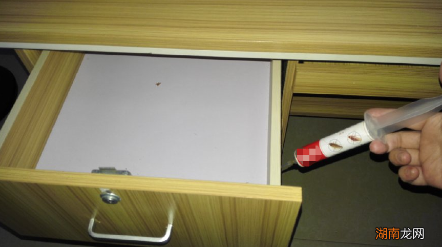 如何科学地根除德国小蟑螂 德国小蟑螂怎么消灭最彻底