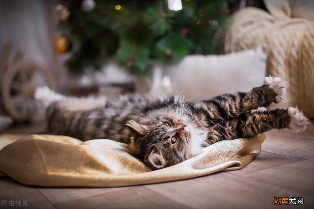 宠物狸花猫究竟有多么优秀 狸花猫一生只认一个主人吗