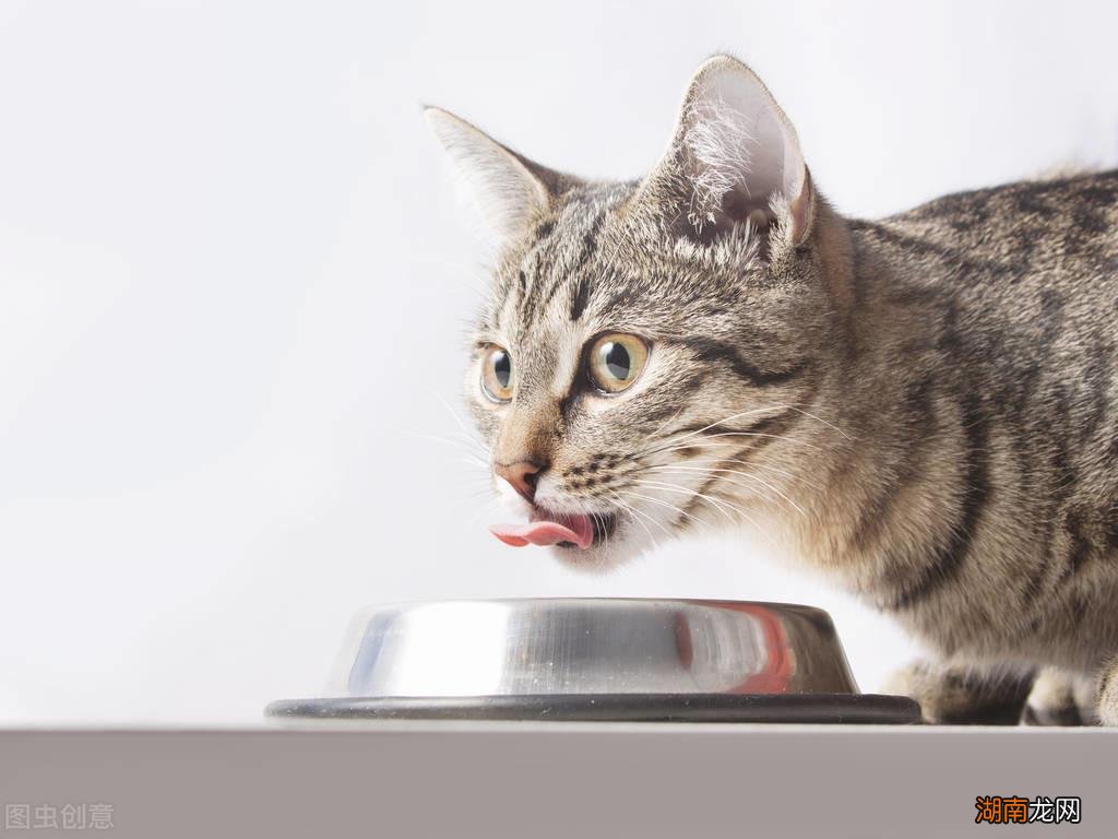 宠物狸花猫究竟有多么优秀 狸花猫一生只认一个主人吗