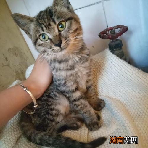 宠物狸花猫究竟有多么优秀 狸花猫一生只认一个主人吗