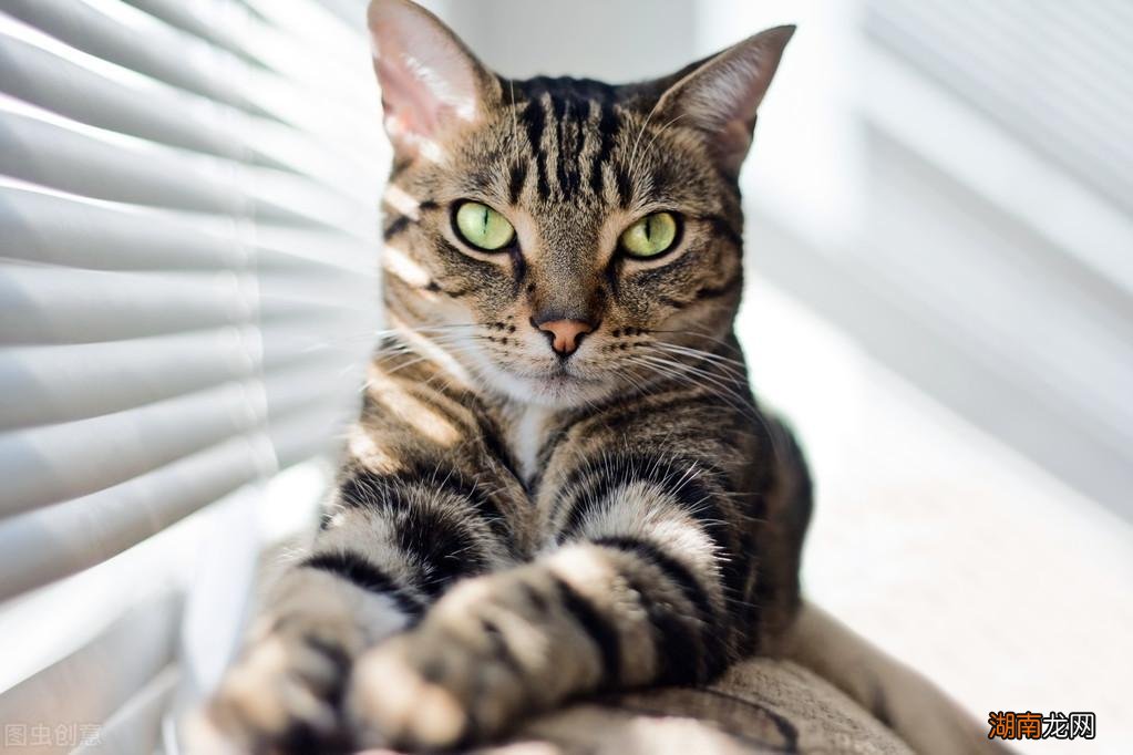 宠物狸花猫究竟有多么优秀 狸花猫一生只认一个主人吗