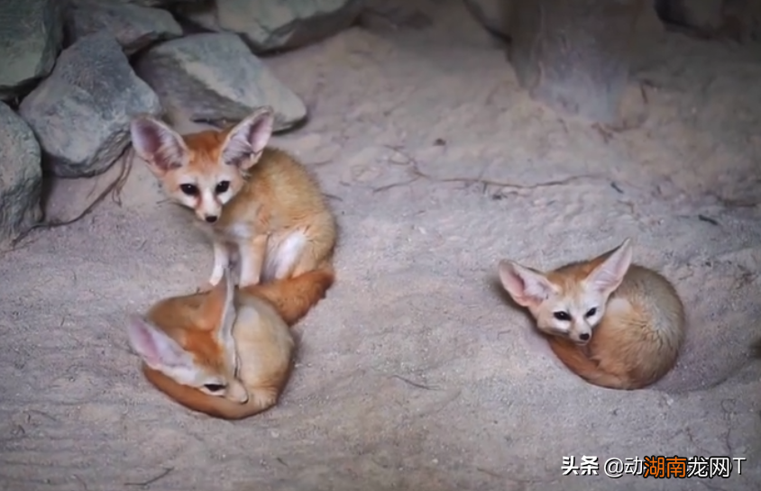 耳廓狐捕食有哪些特征 大耳狐的耳朵有什么作用