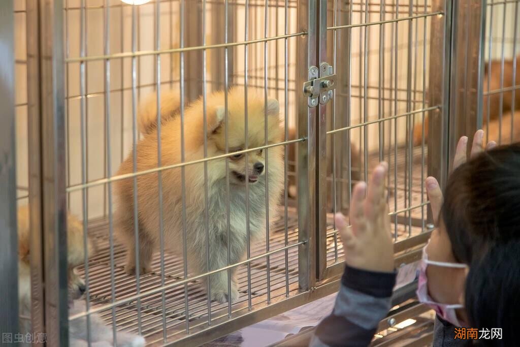 买狗狗的4大放心渠道 买狗去哪里买比较便宜又好