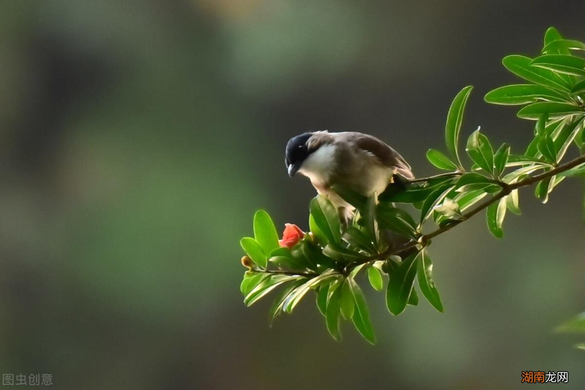 阅读名著沙乡年鉴后的感悟 沙乡年鉴主要内容解读