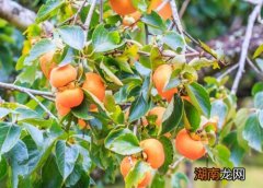 脆柿子的脱涩方法 吃脆柿子感觉满嘴涩怎么办