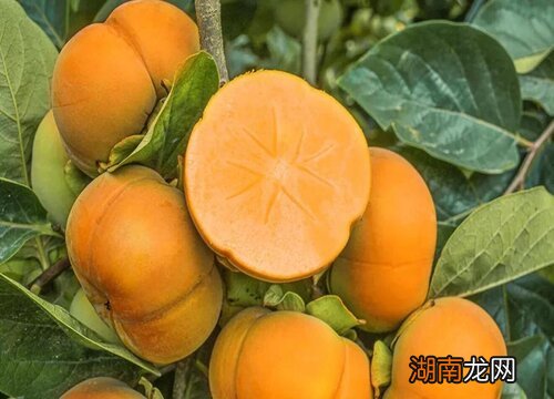 脆柿子的脱涩方法 吃脆柿子感觉满嘴涩怎么办