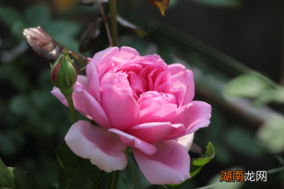 10款比香水还好闻的浓香月季 浓香型月季有哪些品种