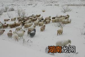 替罪羊一词最早出自哪里 替罪羊的来历典故及含义