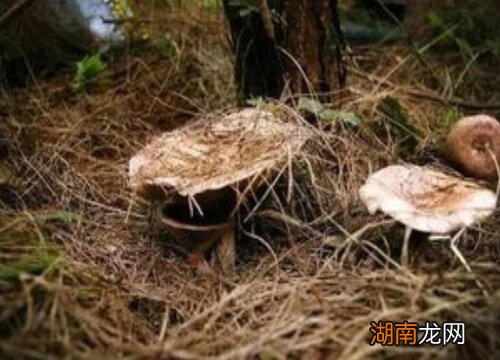 枞菌这样存放长久更保鲜 枞菌怎么保存到冬天天吃