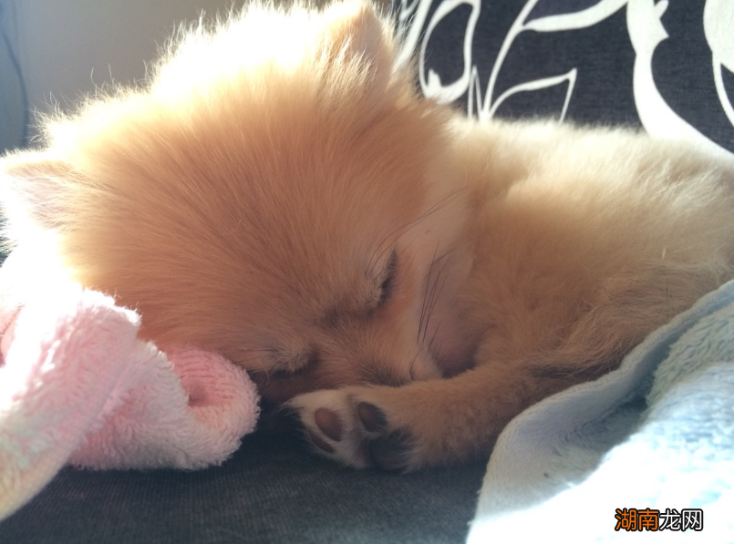 博美犬临终前有哪些特征 博美犬死前征兆及过程几天