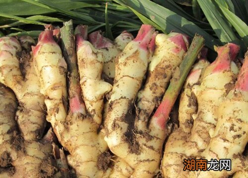 生姜发青了发芽了可以吃吗有毒吗