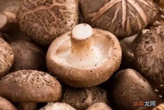 这样保存不会坏 新鲜香菇怎么保存时间长的好方法