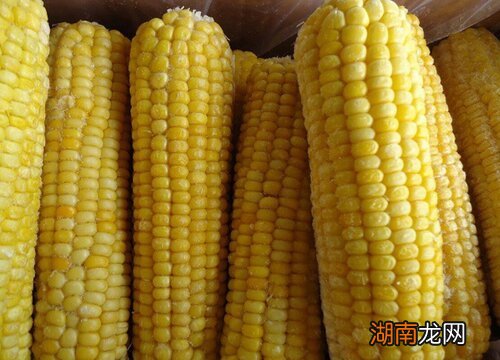 甜玉米和糯玉米哪个营养价值高