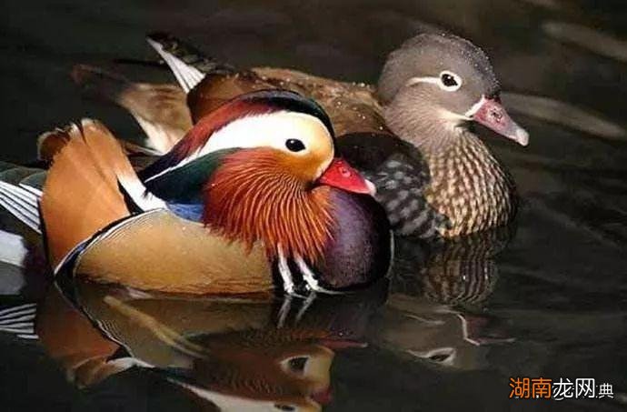 杜甫绝句二首其一赏析 绝句二首其一原诗及创作背景