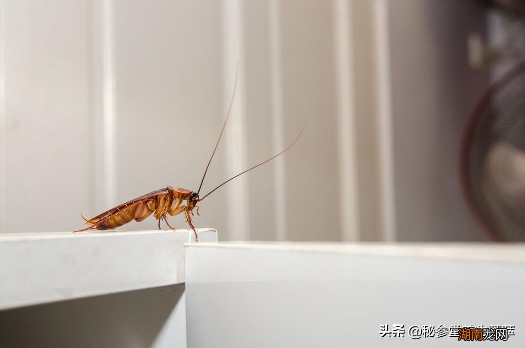 如何让蟑螂不靠近床妙招 蟑螂爬过的床能睡一晚再洗吗