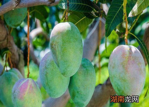 一般在夏季吃芒果合适 芒果什么季节吃最好吃