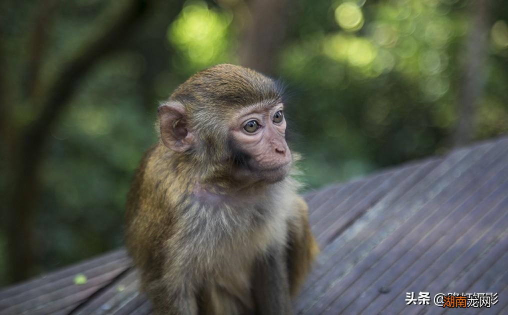 普洱是一座什么样的城市 普洱是哪个省哪个市的城市
