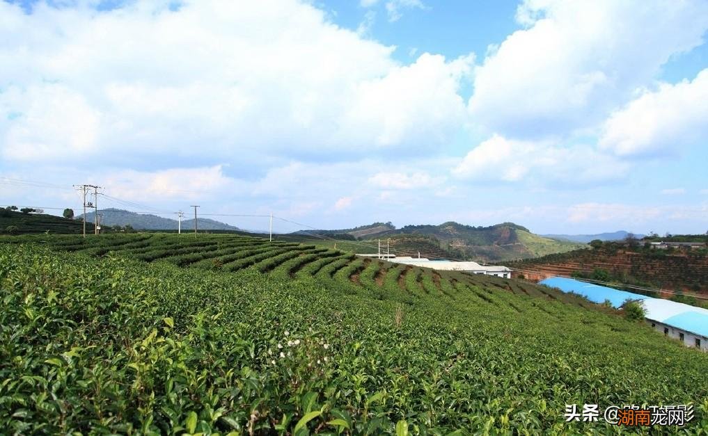 普洱是一座什么样的城市 普洱是哪个省哪个市的城市