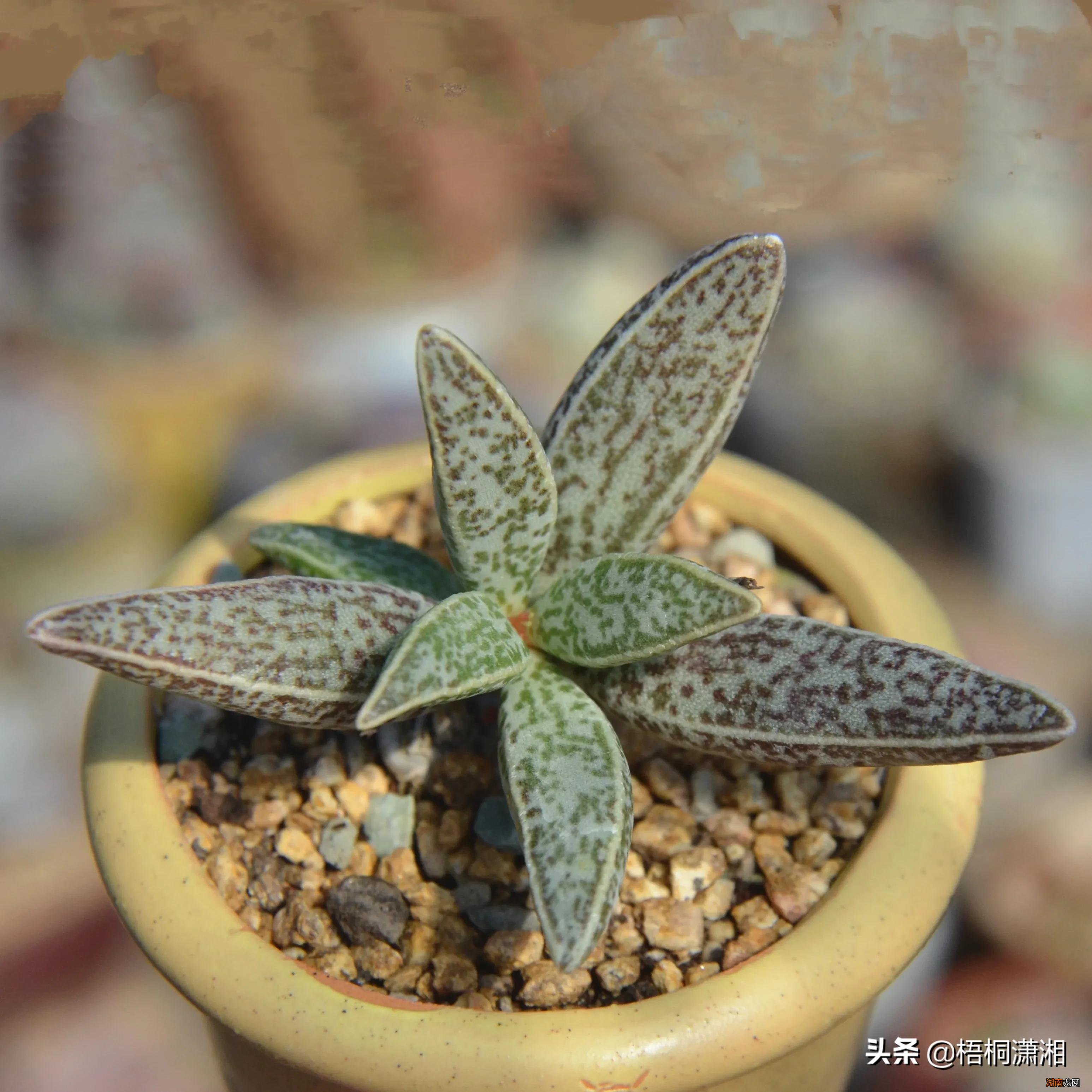 比较名贵的多肉植物有哪几款 十大最贵多肉排行榜