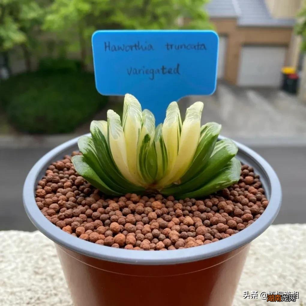 比较名贵的多肉植物有哪几款 十大最贵多肉排行榜