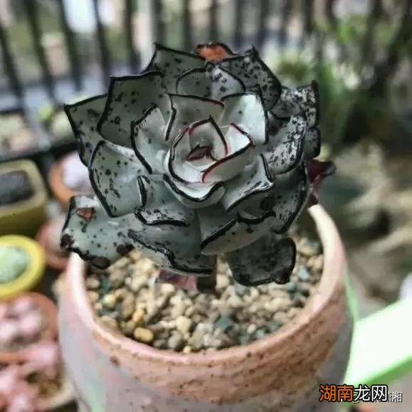 比较名贵的多肉植物有哪几款 十大最贵多肉排行榜