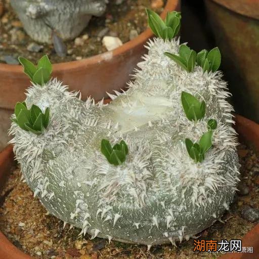 比较名贵的多肉植物有哪几款 十大最贵多肉排行榜