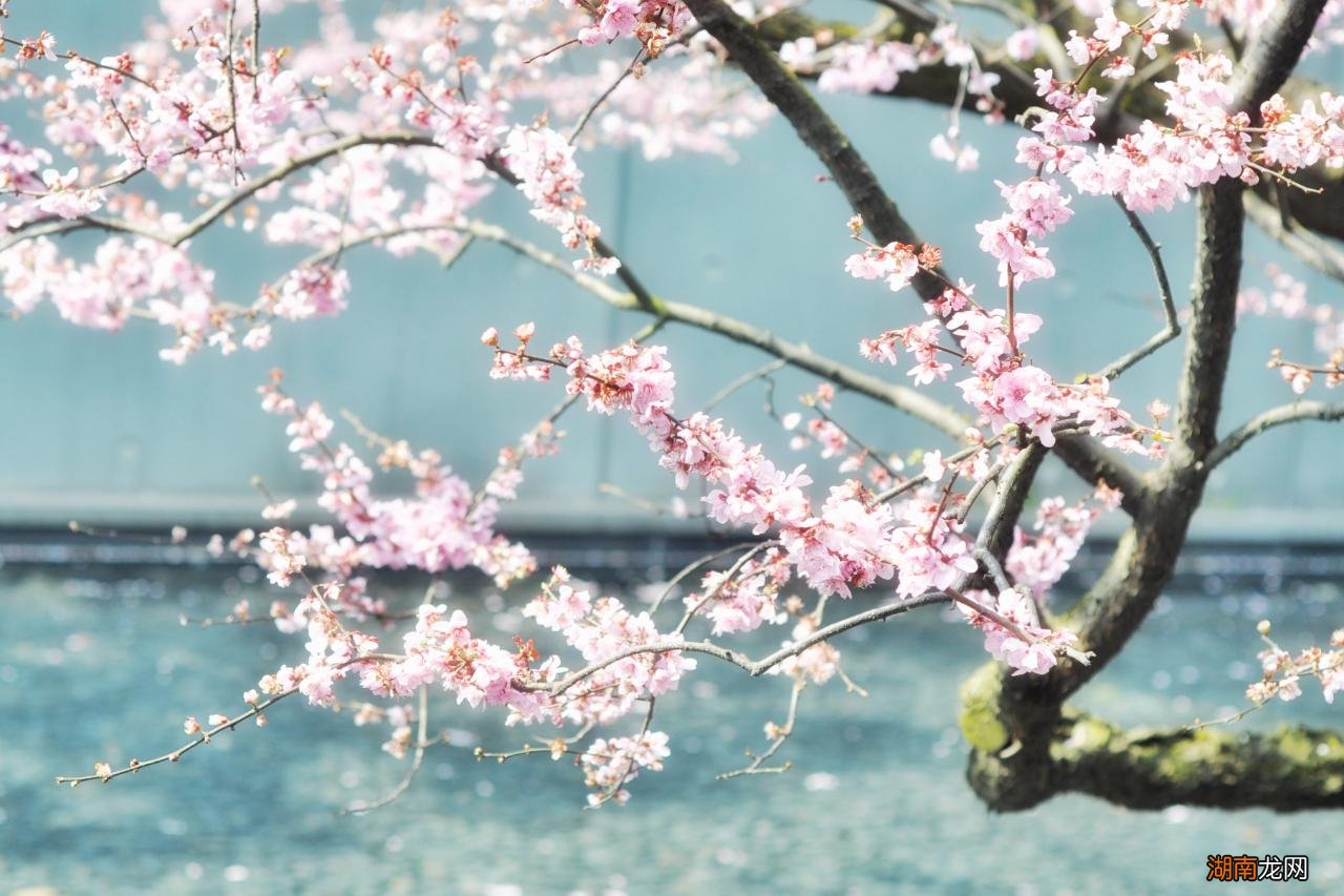 盘点古代诗人笔下的那些绝美的古诗词 好听的古诗词