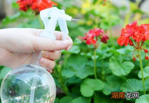 阿司匹林养花的正确使用方法 一片阿司匹林兑多少水浇花