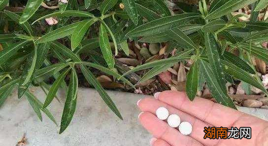 阿司匹林养花的正确使用方法 一片阿司匹林兑多少水浇花
