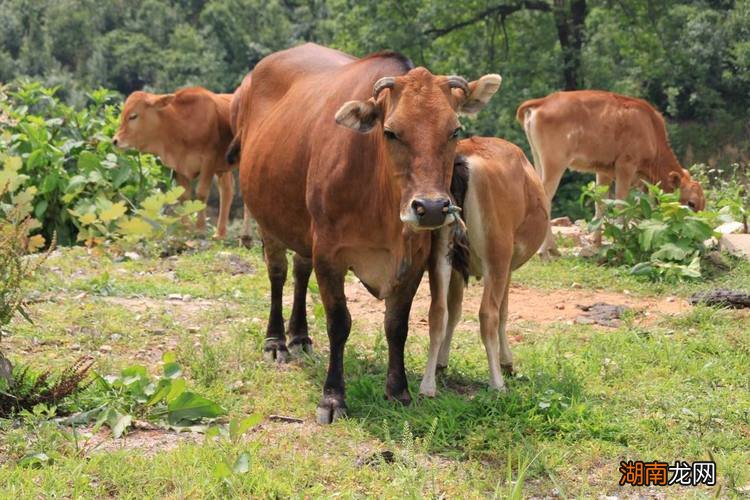 牛眼睛淌眼泪是怎么回 牛流眼泪是什么原因引起的