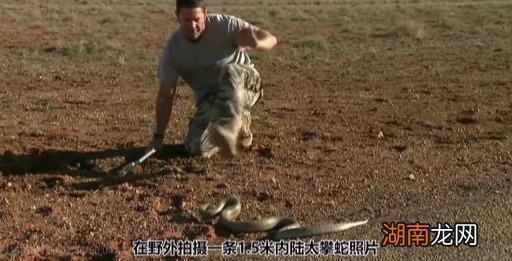 为什么致死率却是0 内陆太攀蛇是世界上最毒的蛇吗