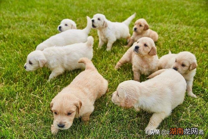 可爱最萌的10种宠物狗狗种类及图片 世界上最可爱的狗