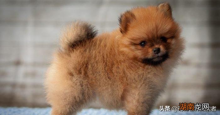 可爱最萌的10种宠物狗狗种类及图片 世界上最可爱的狗