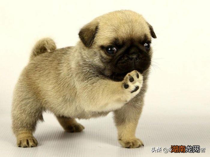 可爱最萌的10种宠物狗狗种类及图片 世界上最可爱的狗