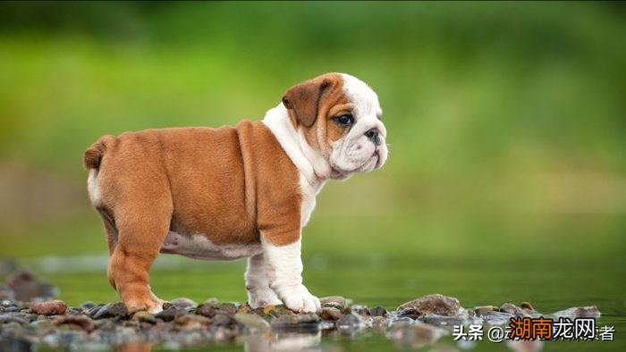 可爱最萌的10种宠物狗狗种类及图片 世界上最可爱的狗