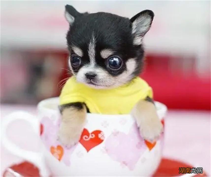正宗茶杯犬的特点和性格 茶杯犬是什么品种的狗图片