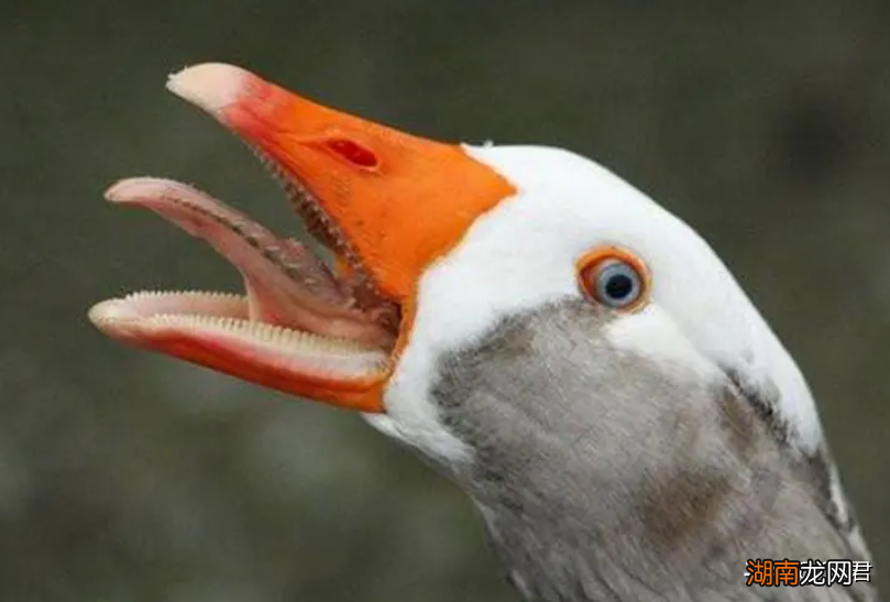 农村动物三霸谁最厉害 农村三霸是什么动物图片