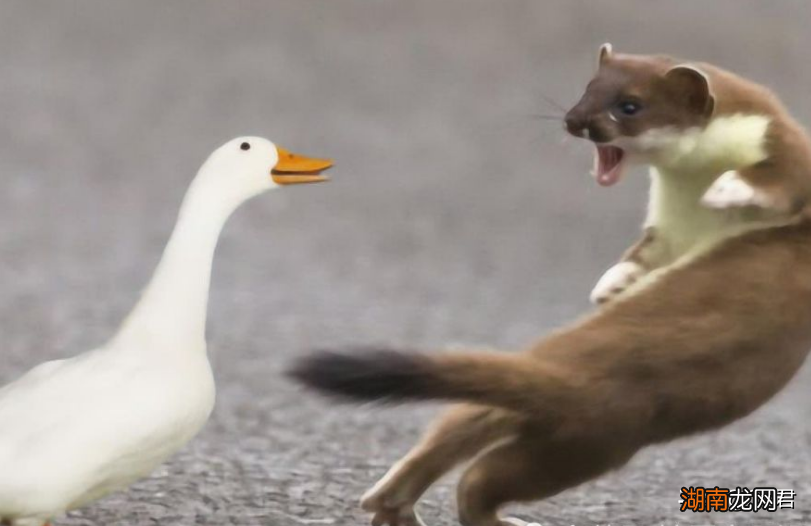 农村动物三霸谁最厉害 农村三霸是什么动物图片