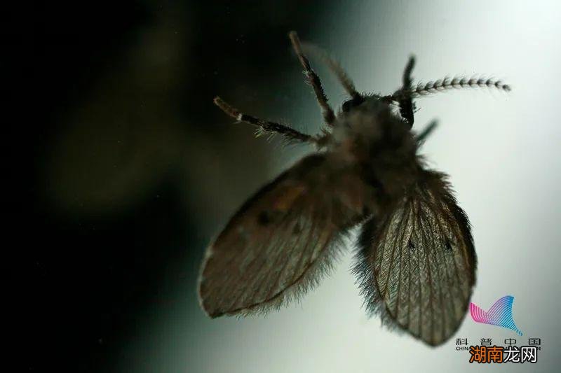 家里莫名出现的小飞虫哪里来的 到处都是小飞虫怎么回事