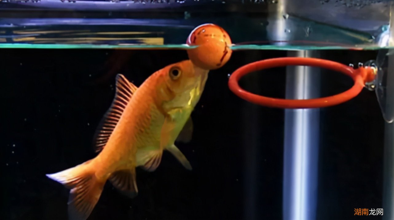 鱼类的记忆储存在哪里 鱼真的只有七秒钟的记忆吗