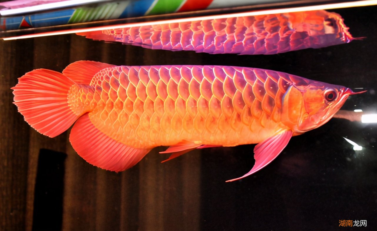 鱼类的记忆储存在哪里 鱼真的只有七秒钟的记忆吗